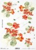 nasturcja, nasturcje, kwiat, ogród, łąka, wiosna, autorka grafiki Maria Kopeć, R914, nasturtium, flower, garden, meadow, spring, Kapuzinerkresse, Blume, Garten, Wiese, capuchina, flor, jardín, prado, primavera